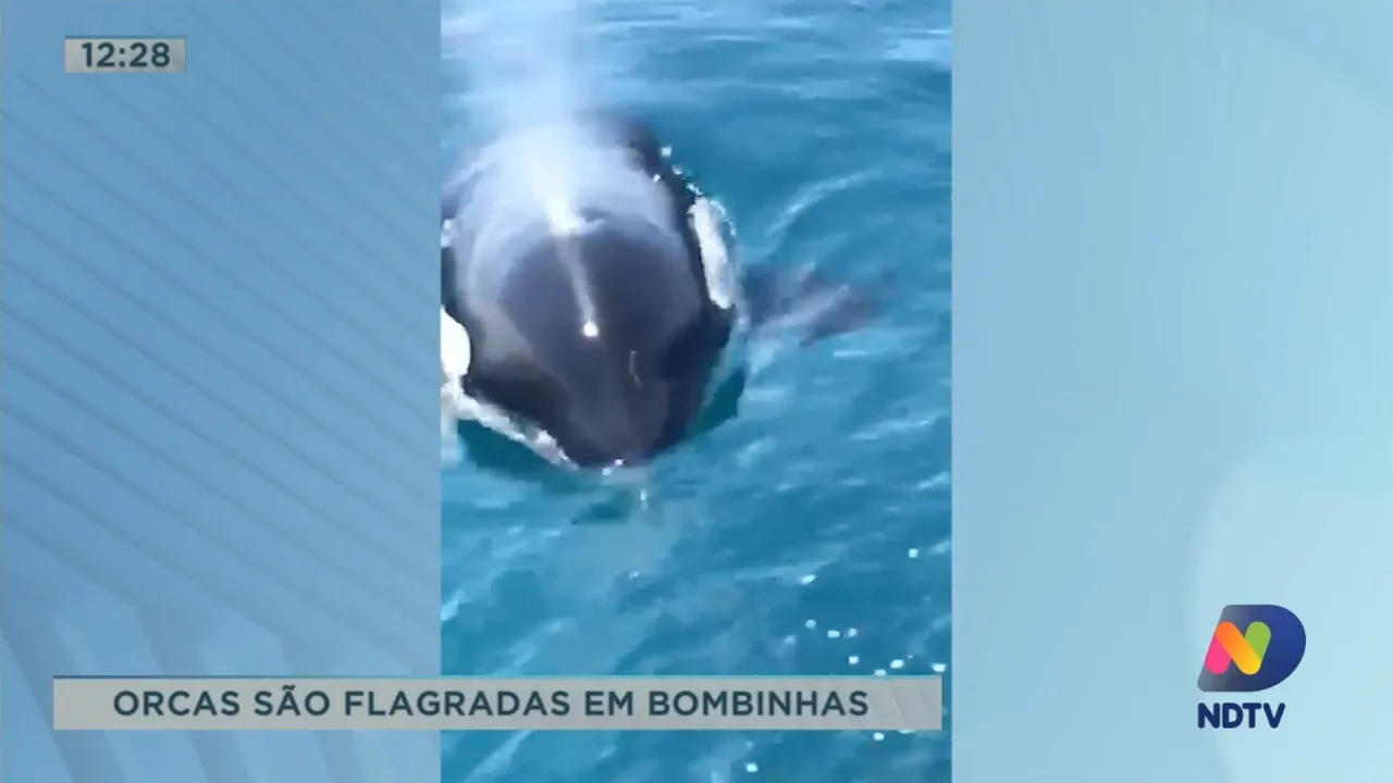 Orcas são flagradas em Bombinhas