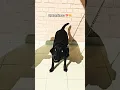 Lagu happiness 😊😌#funny #funnypet#jimmy#labrador #funnydog#pets#dog#shorts