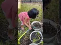 Krtya busy gardening