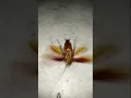 Lagu Kecoa Terbang Terbalik #shorts #shortvideo #kecoa #kecoawakwak