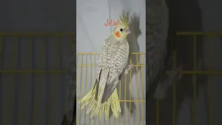 انواع طيور الكوكتيل اكتبوا لي في التعليقات من اكثر نوع 