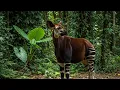 Half Zebra Half Giraffe Okapi - Full Documentary