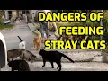 Is It A Good Idea To Feed Stray Cats