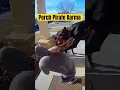 Porch pirates didn't see the beware of pet sign. Funny porch thief incident #funny #comedy #memes