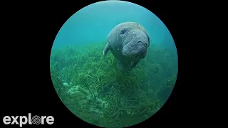 Silver Springs 180 Degree Underwater Manatee Cam powered by EXPLORE.org