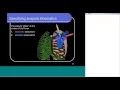 Webinar A Novel Scapulothoracic Joint Model Improves Accuracy of Measured Shoulder Movements