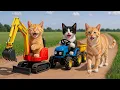 Download Lagu Mama Cat Trims Fur on the Farm and Makes Tiger Hat For Kittens At Home🐾🎩🐯