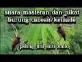 Mp3 Suara pikat burung kemade atau cabean paling ampuh.