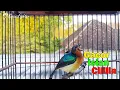KOLIBRI WULUNG GACOR MUNTAHIN ISIAN CILILIN - SUARA KOLIBRI WULUNG SUPER GACOR DOR