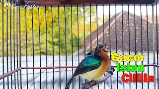 kolibri wulung gacor muntahin isian cililin suara kolibri wulung super gacor dor