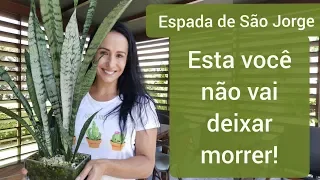 Espada de São Jorge. A planta mais fácil de cultivar!