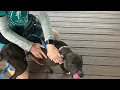 Meet GAVIN Available for Adoption at the Animal Defense League of Texas