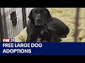 ACCT Philly with urgent plea to adopt dogs as their shelter is full