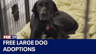 ACCT Philly with urgent plea to adopt dogs as their shelter is full
