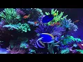 🐟 Coral Reef Aquarium Fish Tank with Water Sound - Tropical Fish, Screensaver 10 Hours
