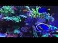 Download Lagu 🐟 Coral Reef Aquarium Fish Tank with Water Sound - Tropical Fish, Screensaver 10 Hours