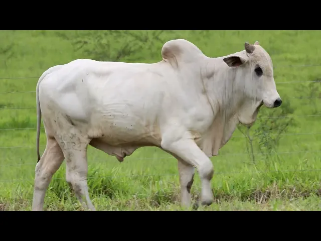 Touro Nelore ACSM - 202