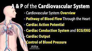 Anatomy & Physiology of the Cardiovascular System with Quizzes. See Description for Chapters.