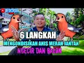 Download Lagu 6 LANGKAH MENGONDISIKAN ANIS MERAH JANTAN NGECIR DAN BALON DI PASKA MABUNG