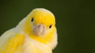 Canari Chant ساعة لتحفيز الكنار على الغناء 