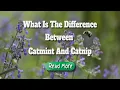 difference between catnip and catmint