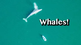 BABY WHALES & GROWING ECOTOURISM [Adventure #105]