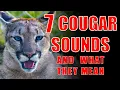 Download Lagu Cougar Communication: 7 Mountain Lion Sounds Explained
