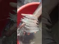 Download Lagu Vannamei shrimp culture - Part 1 of 3 #aquaculture #shrimpfarming #shrimpforhealth