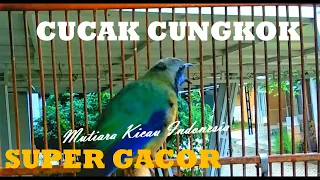 cucak cungkok istimewa isian variasi tajam pedas pancingan cucak cungkok burung masteran lomba