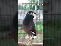 Download Lagu Jalak Nias Gacor Suara Khas Bikin Burung Jalak Lain Nyaut