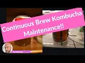 Continuous Brew Kombucha Maintenance