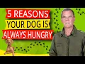 Why Dogs Act Hungry All The Time 5 KEY Reasons And What To Do