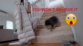 Can My Dog Find Me If I Hide in Plain Sight?