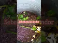 Lagu MENCOBA BUDIDAYA CACING TANAH MEDIA POT TANAMAN (TEBAR BIBIT) #budidayacacing #budidaya #cacingtanah