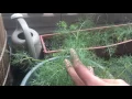 Download Lagu How to Prune, Harvest, and Grow Dill in Containers