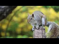 Squirrel no copyright free to use 4k