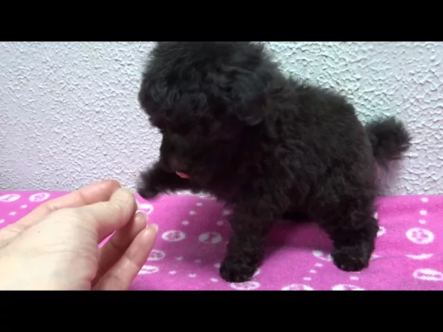 動画