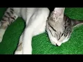 Download Lagu Ndut KL LG tidur di uyel uyel di ogar ogar model piye wes pokok dak mau bangun