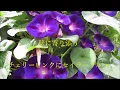 詩　朝顔　山河ワタル