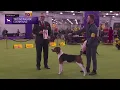 Treeing Walker Coonhounds Breed Judging 2026