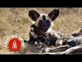 Download Observe the Most High-Stakes Blind Dog Date Ever mp4 3gp mp3 videos - waplic