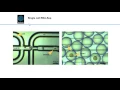 Download Lagu Single Cell RNA Sequencing (ARCHIVE)