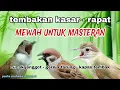 Download Lagu MASTERAN KOMBINASI GEREJA TARUNG - KAPAS TEMBAK - CUCAK JENGGOT