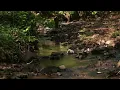 Relaxing Music - Flute, Gentle Birds and Rainforest Sound