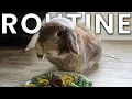 My FULL Bunny Routine Day Night