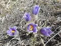 Download Lagu Potentilla alba, Trollius europaeus, Pulsatilla grandis, Moneses uniflora, Chimaphila umbellata
