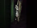 Download Lagu Mikat Hantu malam hari❌ Mikat burung hantu✔️