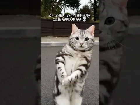 me trying to get friendly with a Street 😺 cat...