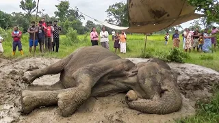 A collapsed young elephant is trapped in deep mud