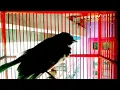 Download Lagu Suara pikat burung sikatan kipas gacor emosi ampuh buat pancingan sikatan kipas bahan